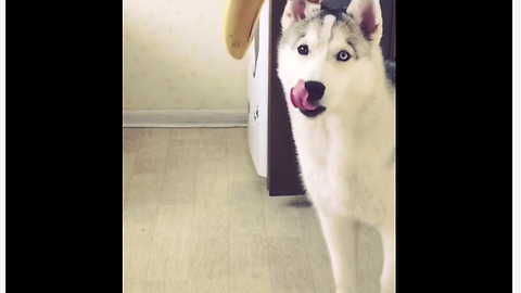 Minion Husky Goes Bananas For This Exotic Fruit