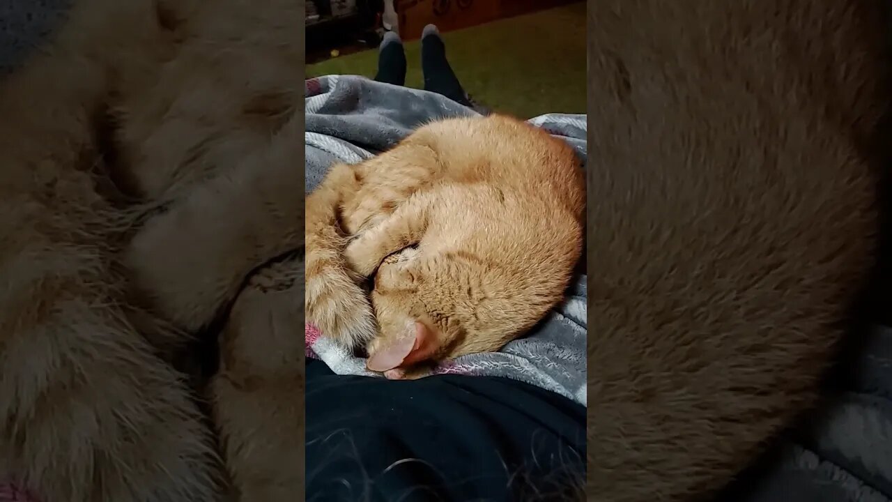 Lapcat