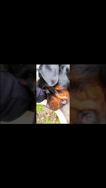 My Dog Grieving for his Tennis Ball 😢 #saddogs #poordog #rottweiler