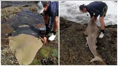 Hero rescues stranded fish from rocks