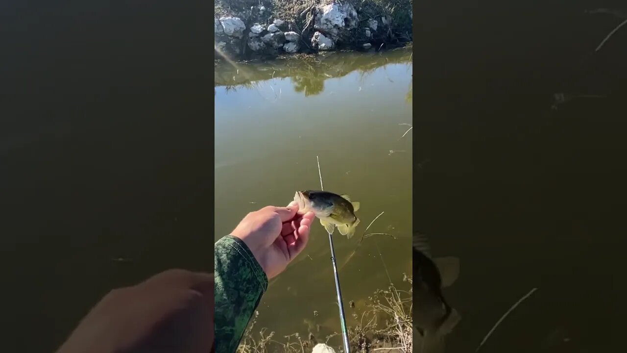 Largemouth Bass release