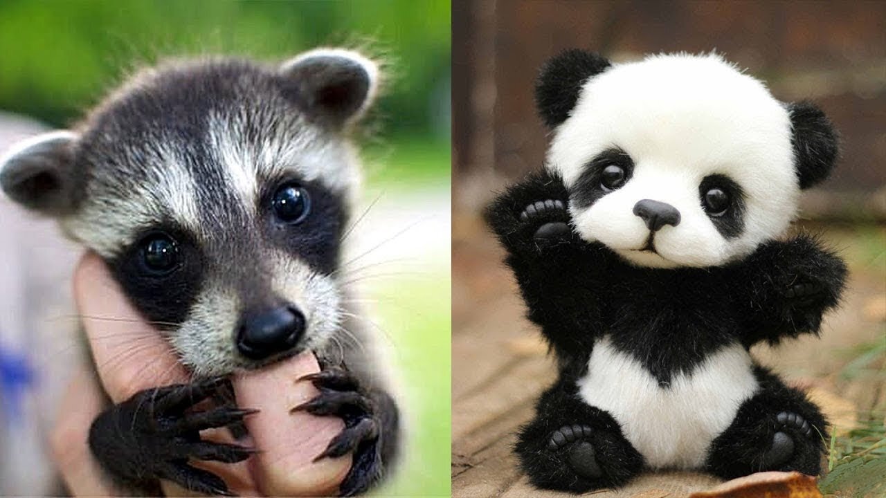 "Laughter And Joy: Funny Animal Moments To Lift Your Mood".