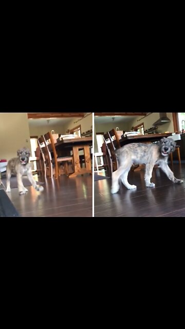 Pup adorably makes little head toss when owner talks to him