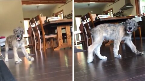 Pup adorably makes little head toss when owner talks to him