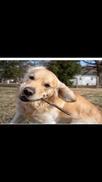 Sleeping Golden Retriever Is Always On Duty As Guard Dog