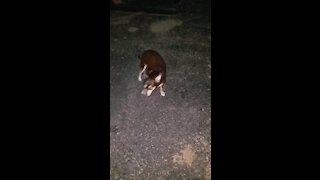 Puppy finds a cat poop