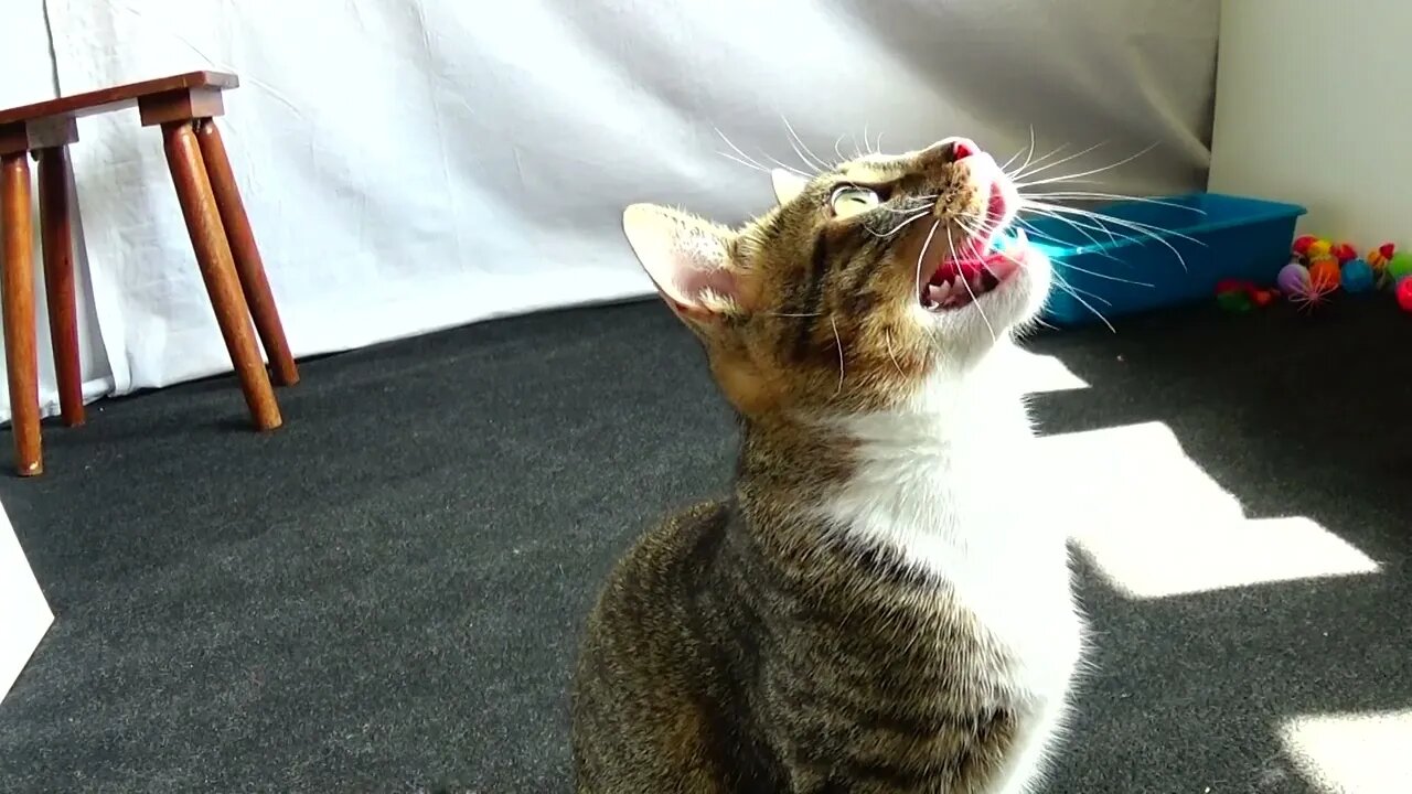 I Could Play with this Cat Toy All Day Long