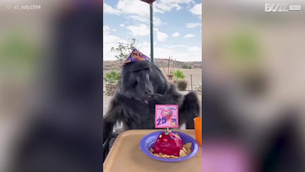 Ce babouin fête ses 25 ans avec un gâteau d'anniversaire