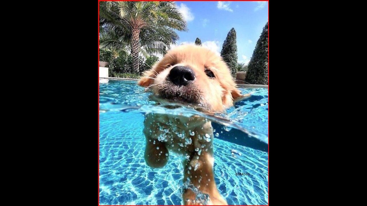 Teach your puppy how to swim