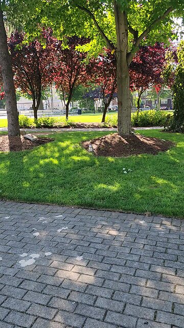 Squirrel is chilling at the park