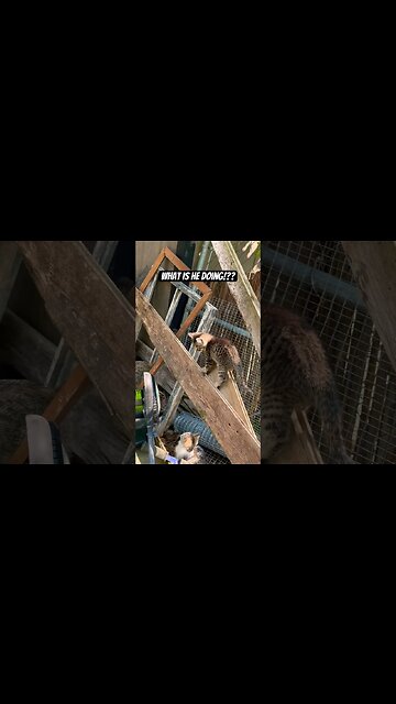 I can’t believe what happens! #shorts#cat#asmr#fight#adley#aphmau#videos#mrbeast#spyninja#slime#fun