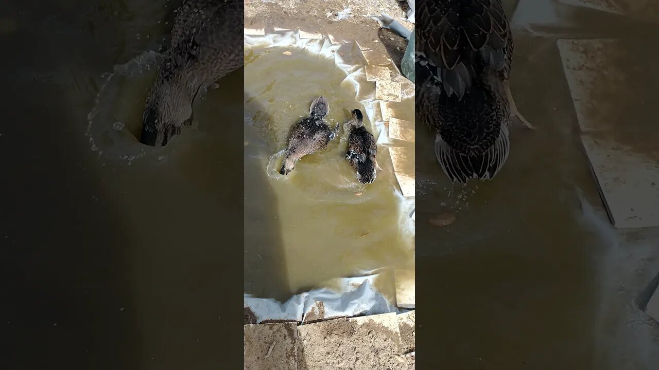 my ducks eating goldfish