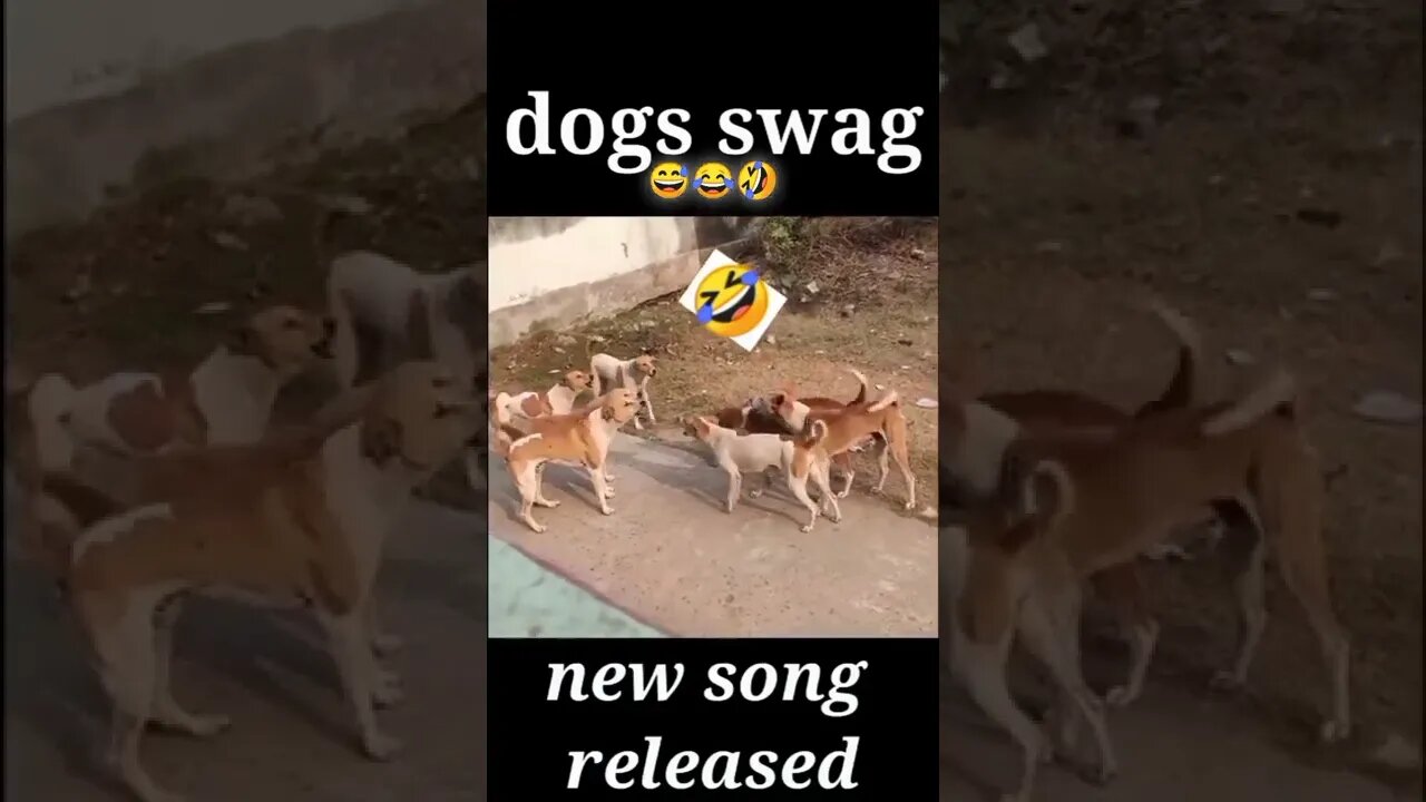 dog ka jalwa #shorts
