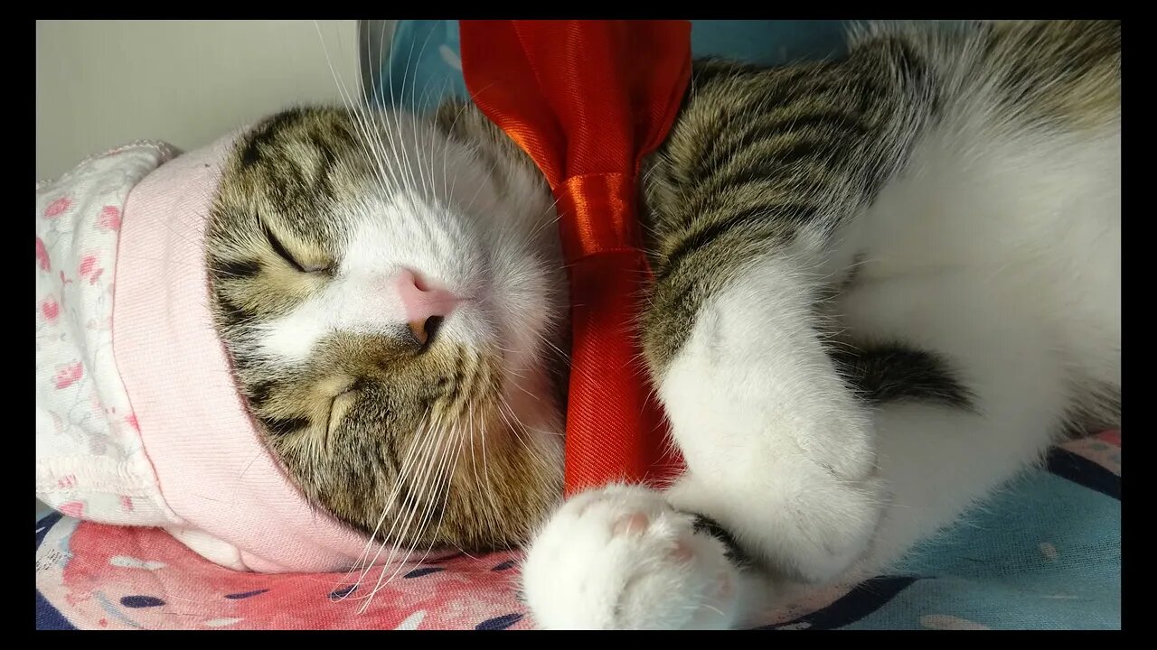 Cat Photography
