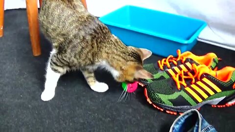 Kitten Plays Next to a New Pair of Sports Shoes