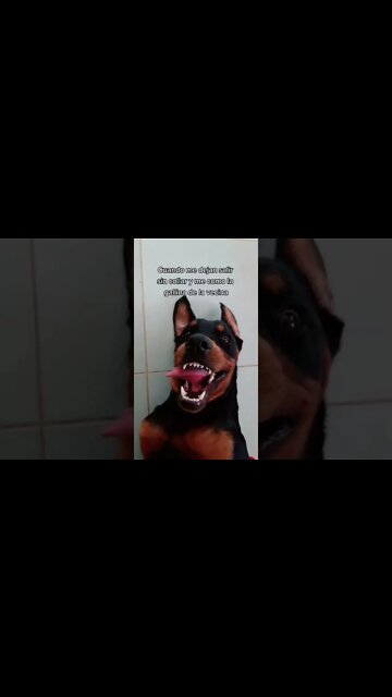 Rottweiler Laughing 🤣 Dog Jokes! Look At My Tongue 👅 #Shorts #rottweiler #dogs