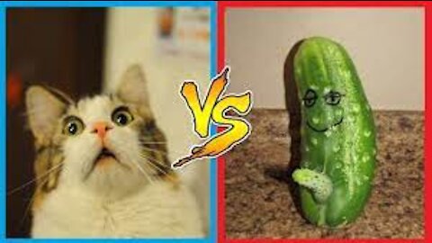 CAT VS CUCUMBER CRAZY REACTION!!!!