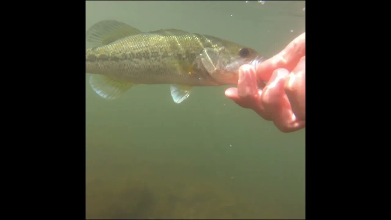 Bass fishing Release