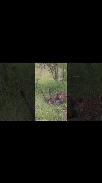 Leopard Caught A Warthog | #shorts #creativitydecoded