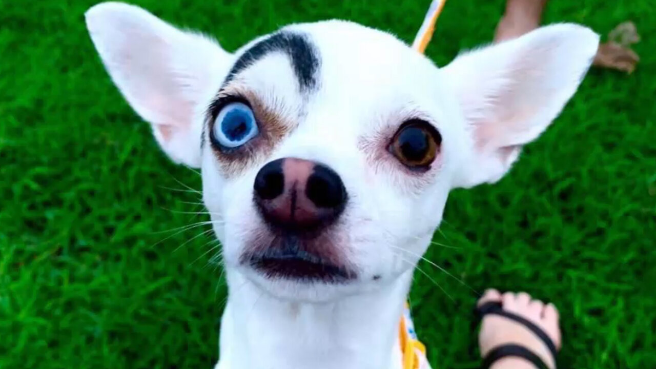 Rescue Dog With Unique Features Makes Him Look Like A James Bond Villain