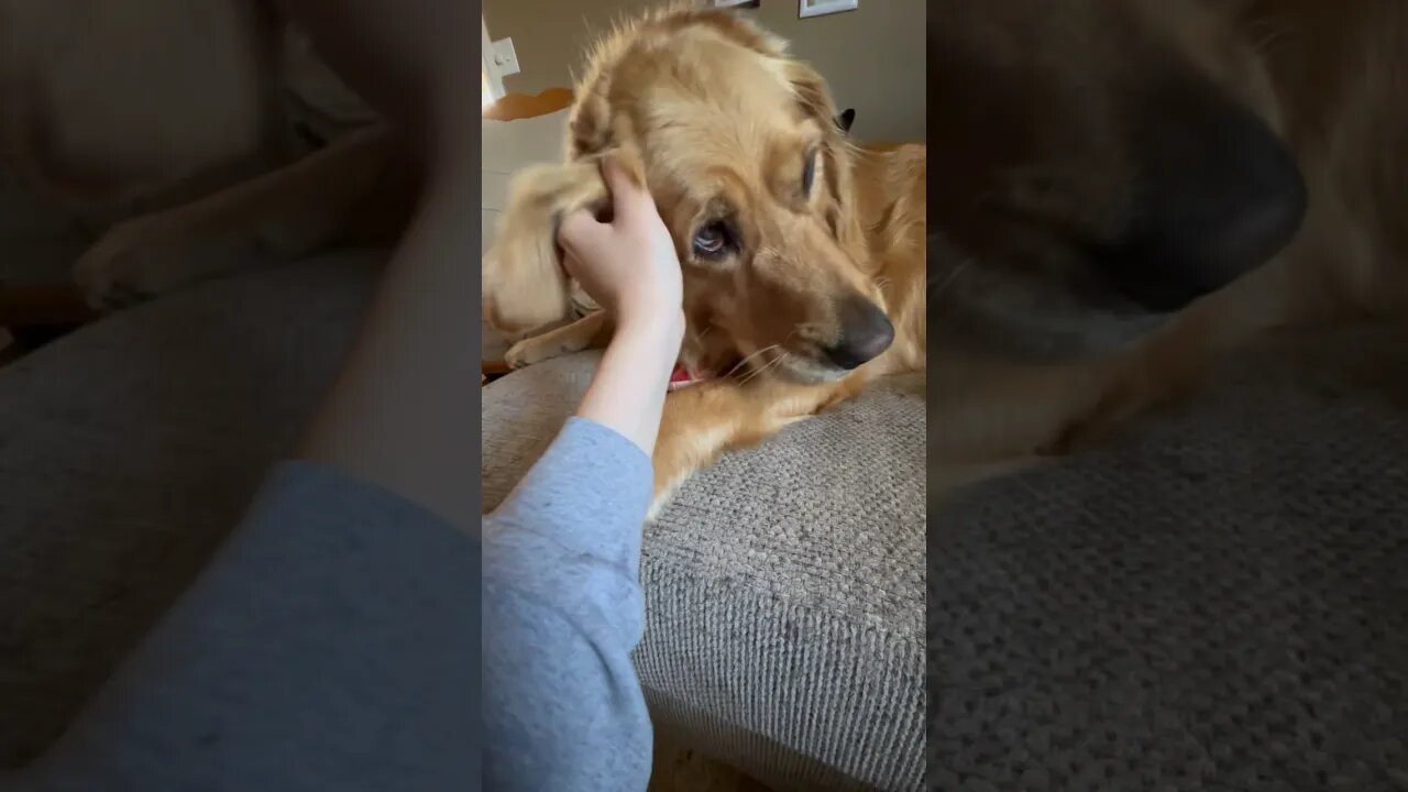 Morning cuddles and scratches with my special person Abbey #goldenretrievers #pei #dogshorts