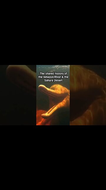 Linking the Amazon & the Sahara #history #archaeology #ocean #planet #desert #egypt #whales #dolphin