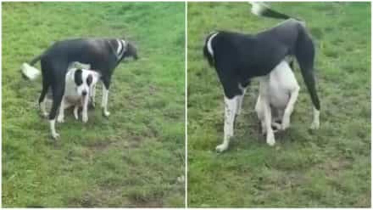 Ce chien essaye de distraire son ami par tous les moyens