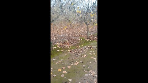 out marking some hazelnut trees for removel