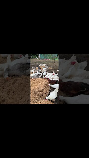 Spent Brewing Grain and Waterfowl?