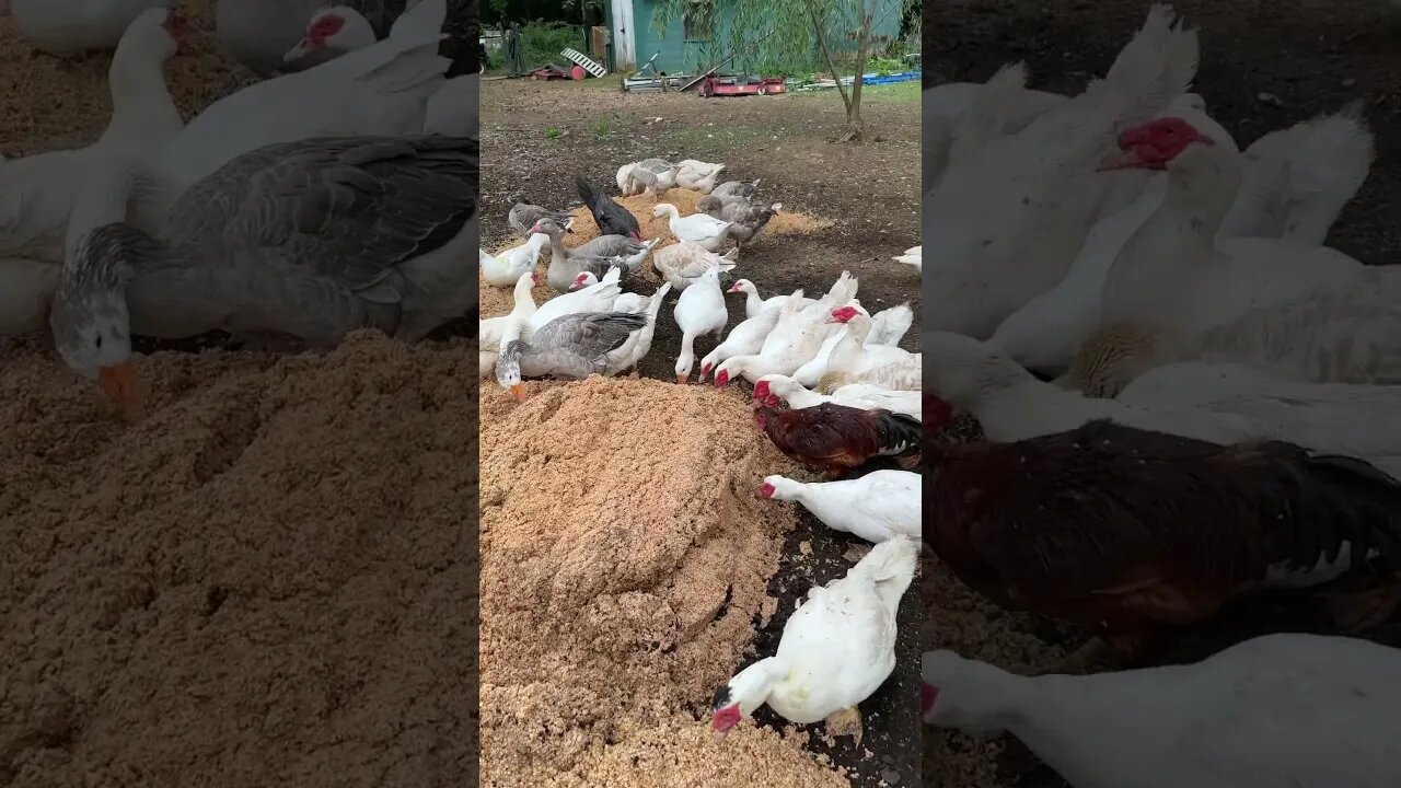 Spent Brewing Grain and Waterfowl?
