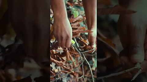 Bushcraft Experience with brothers | Pokhara | Shorts