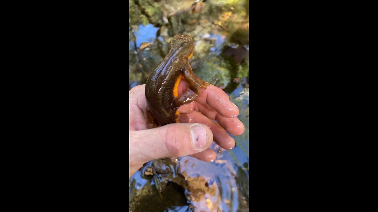 Deadly Animal!!! The California Newt (Taricha torosa)