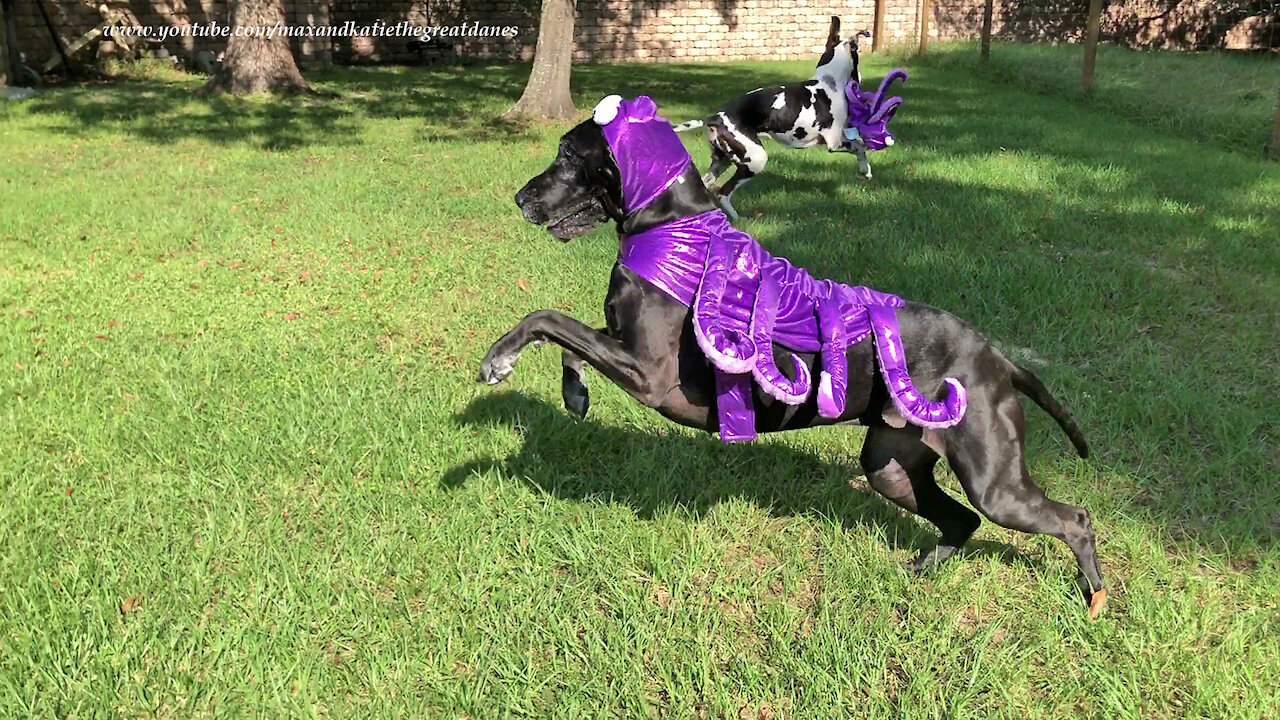 Great Dane takes off running in her octopus Halloween costume