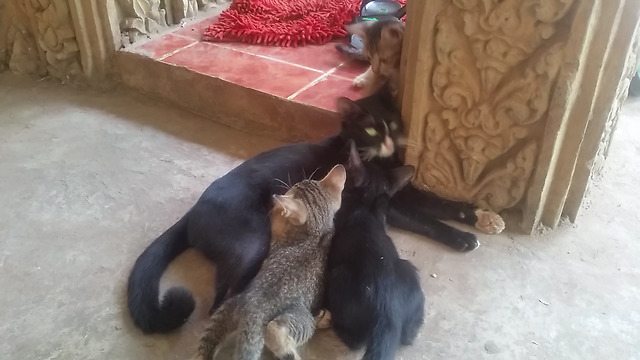 The child cat,they are to suck motherls breast