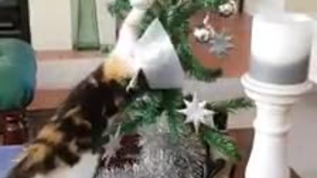 High-energy kitten totally destroys Christmas tree