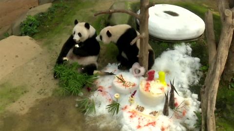 Pandas celebrate their birthday in Malaysia