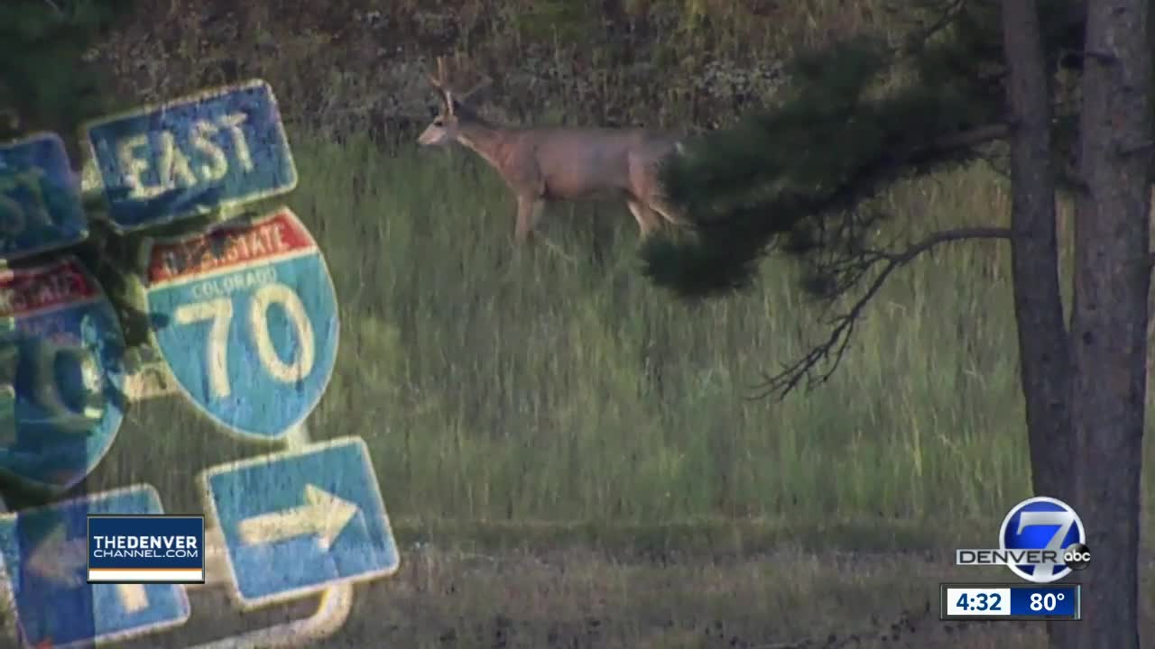 Advocates push for safe wildlife crossings on I-70