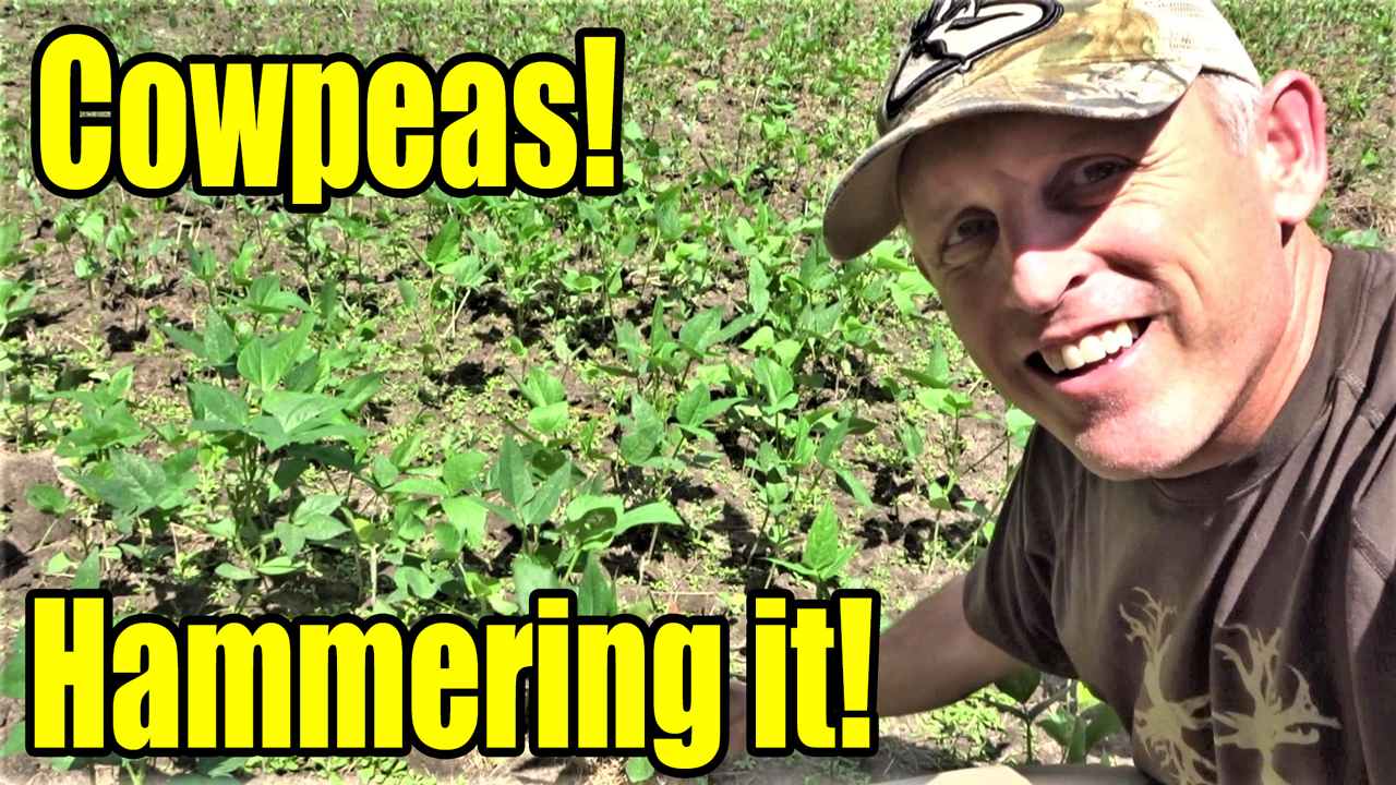 Cotton Candy for Deer: How to Plant Iron & Clay Cowpeas!