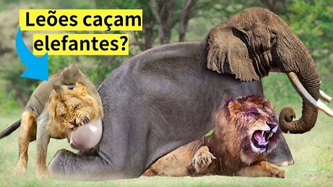 Leões caçam elefantes?