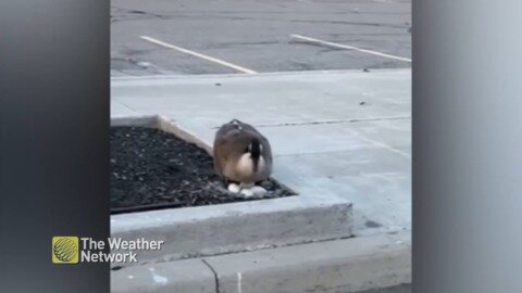 Mama goose makes a nest in the middle of a concrete jungle