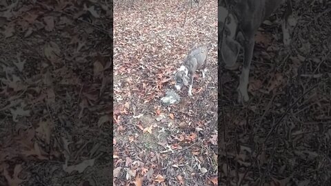 Gunner Earning Her Keep