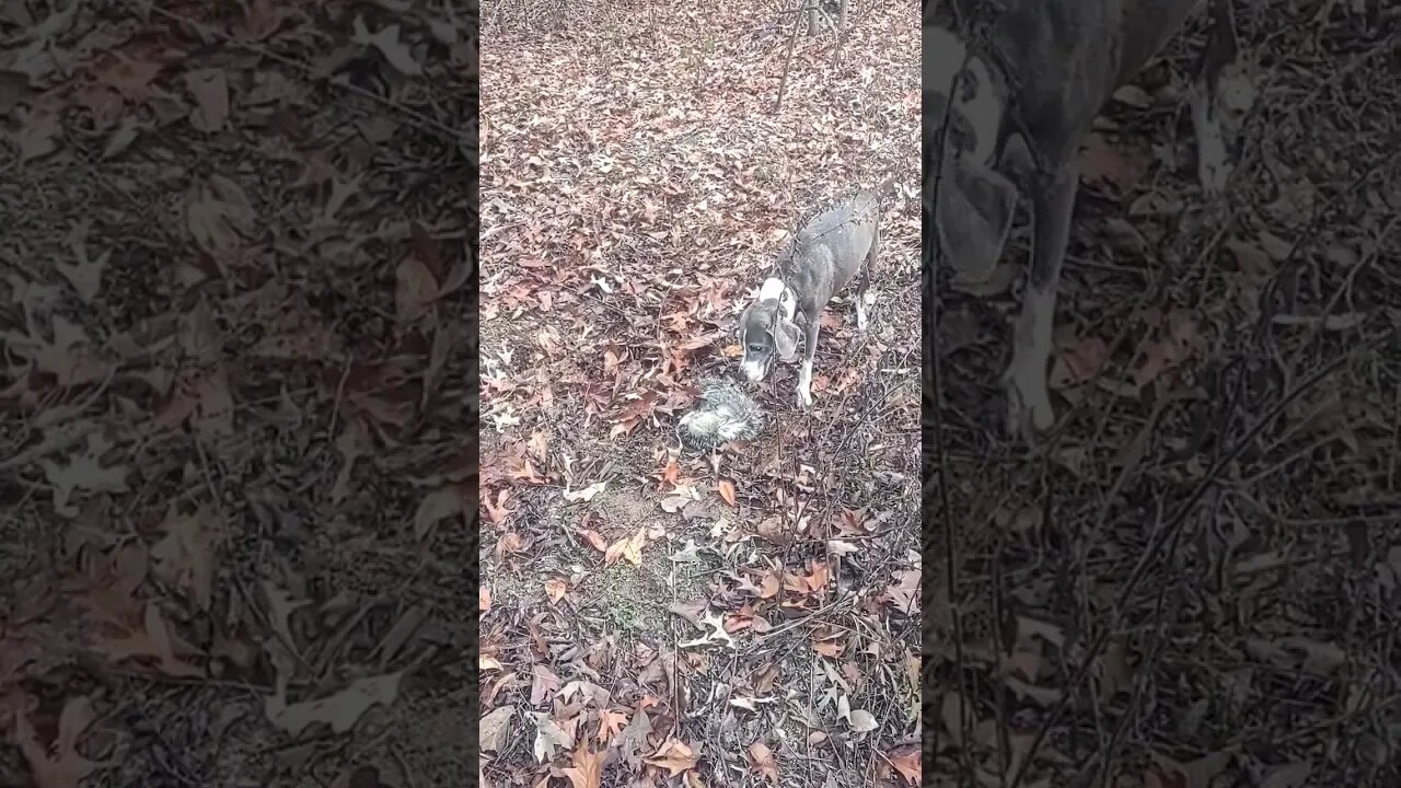 Gunner Earning Her Keep