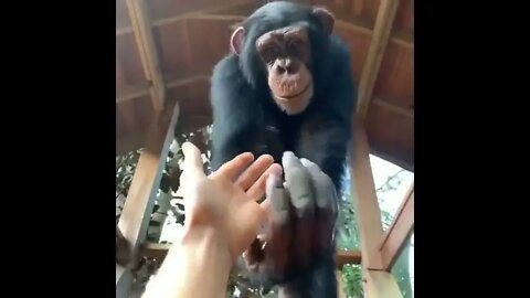 Monkey Bro