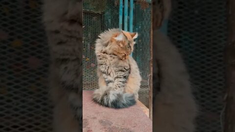 cats amazing video || viral cat video
