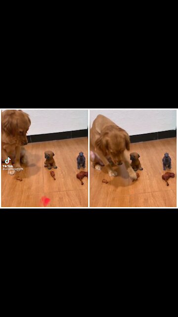 Funny pets- i want a bigger one