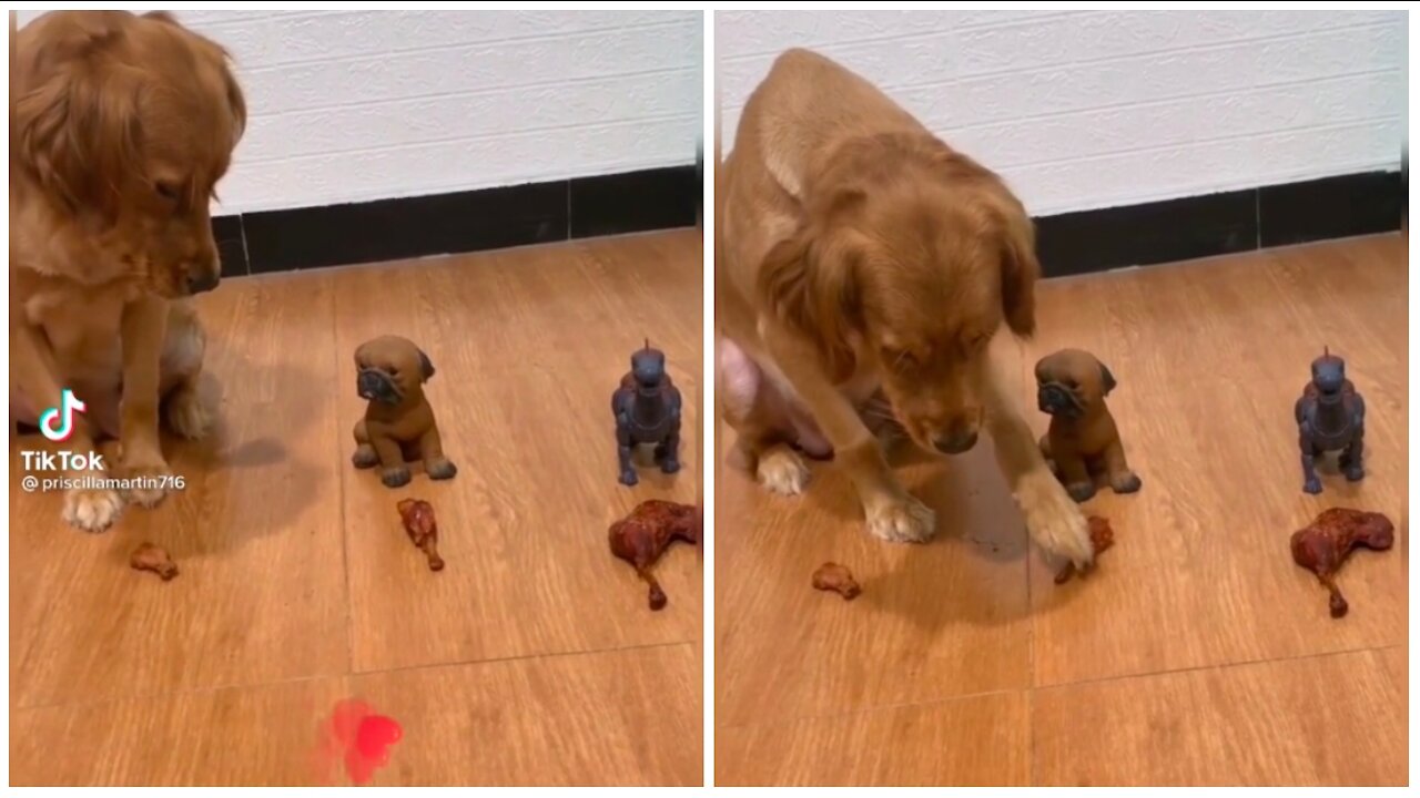 Funny pets- i want a bigger one