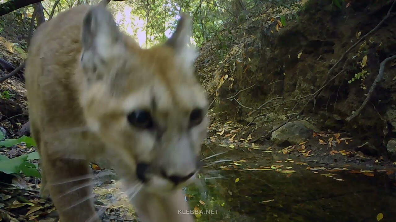 Adolescent mountain lion