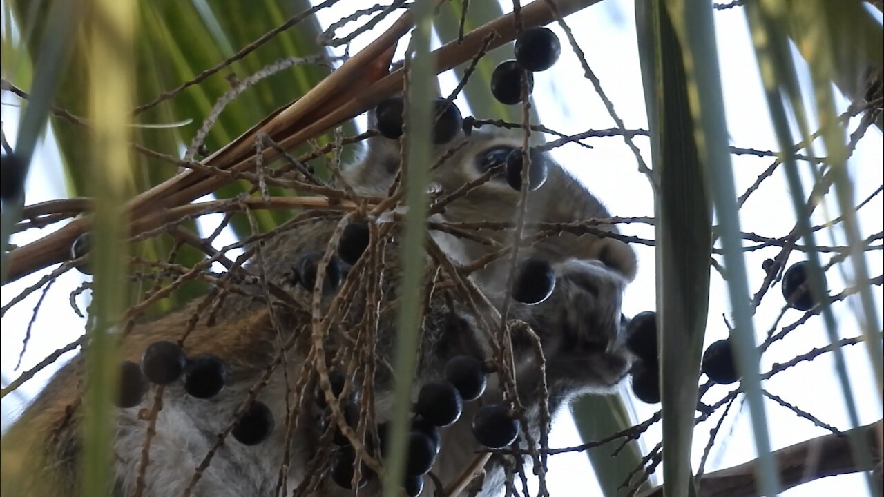 Berries are a Squirrel’s Delight