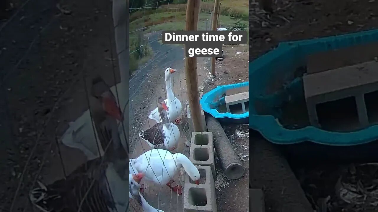 Farm surveillance. Geese at dinner time