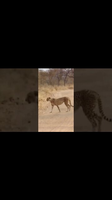 Dog vs Lion 🤣#Shorts #ytshorts #UbertainmentFun #Dogs #Animals #Fun